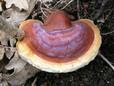 http://2.bp.blogspot.com/-5hcMh2vfds8/TaEqhqBcRkI/AAAAAAAAAOI/hl7VELqN5W4/s400/herbal+algae+4.jpg