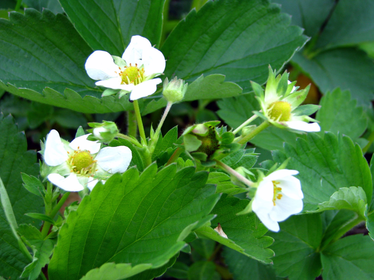 flowers for flower lovers. Strawberry flowers pictures.