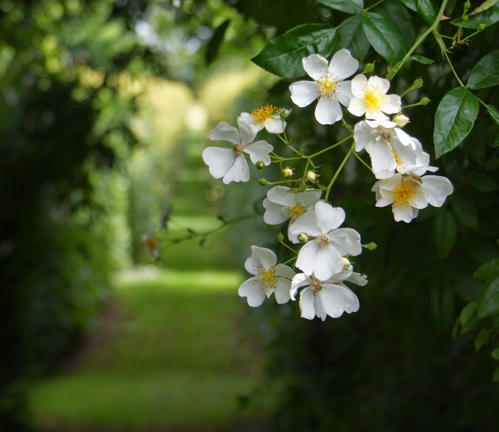 KJELD SLOT WHERE HAVE ALL THE ROSES GONE...?