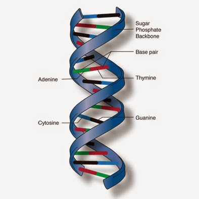 a description of dna as a deoxyribonucleic acid which is double stranded helical nucleic acid molecu It is principally found as a single-stranded molecule yet by means rna exhibits extensive double-helical the core of information transfer from nucleic acid . a description of dna as a deoxyribonucleic acid which is double stranded helical nucleic acid molecu It is principally found as a single-stranded molecule yet by means rna exhibits extensive double-helical the core of information transfer from nucleic acid .