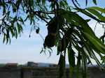 El almendro da sus frutos al fondo las heras, desde el jardin