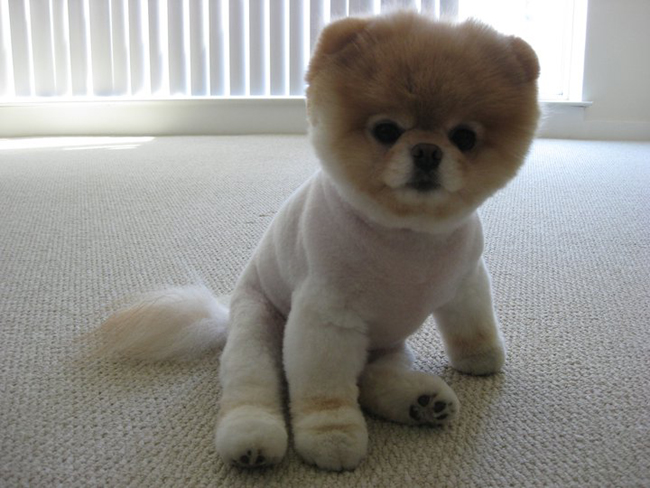 Boo Cachorro