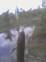 Mancing Ikan Gabus