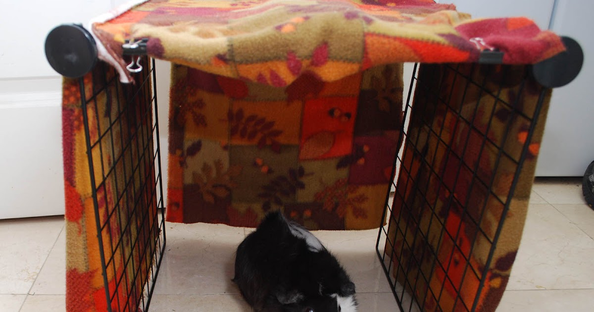 Cali Cavy Collective: a blog about all things guinea pig: Guinea Pig