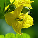 http://wild-flowers-of-europe.blogspot.nl/2014/12/chelidonium-majus.html