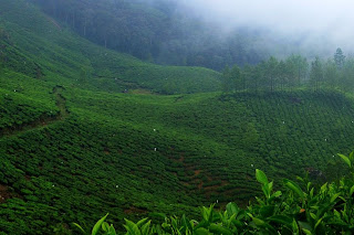 munnar mistytea munnar mistytea