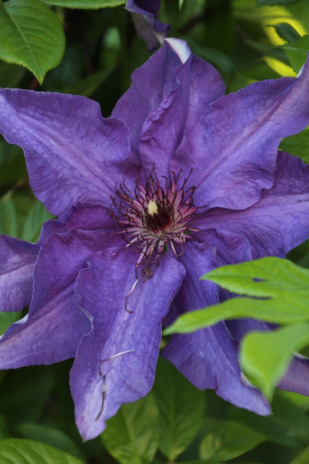 klematis clematis the president