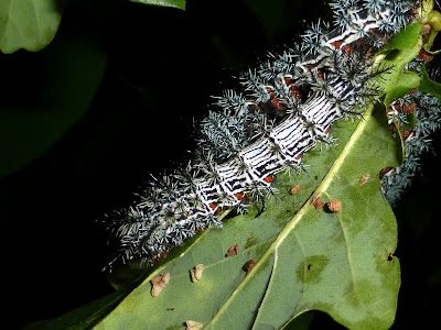 Automeris cecrops pamina caterpillar Automeris cecrops pamina caterpillar