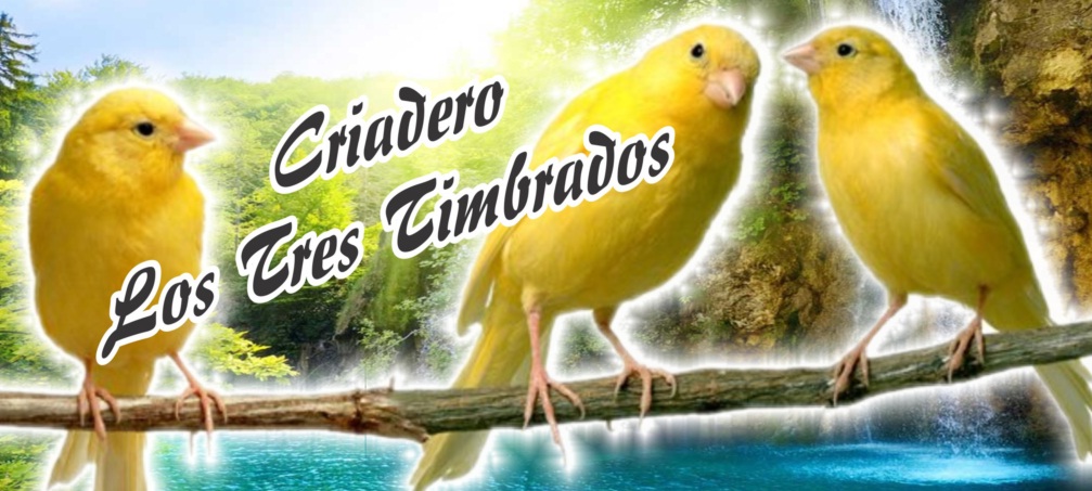 CANARIO TIMBRADO ESPAÑOL