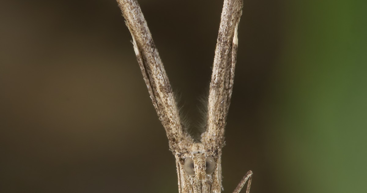 MACREANDO Agdistis sp.