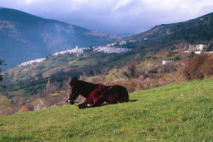 Mule with Capileira on the background