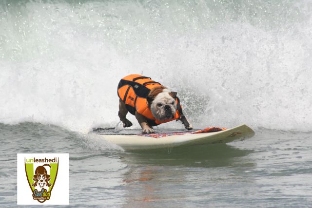 Unleashed by Petco Surf Dog Competition in San Diego, CA