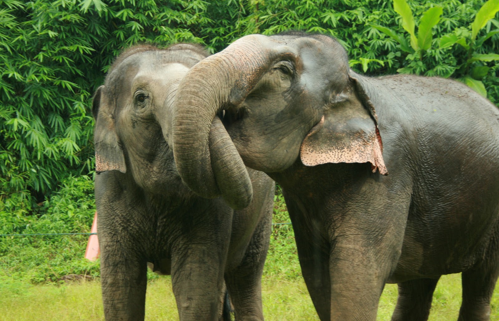Think Elephants International: What do you mean by that? Elephant  Communication 