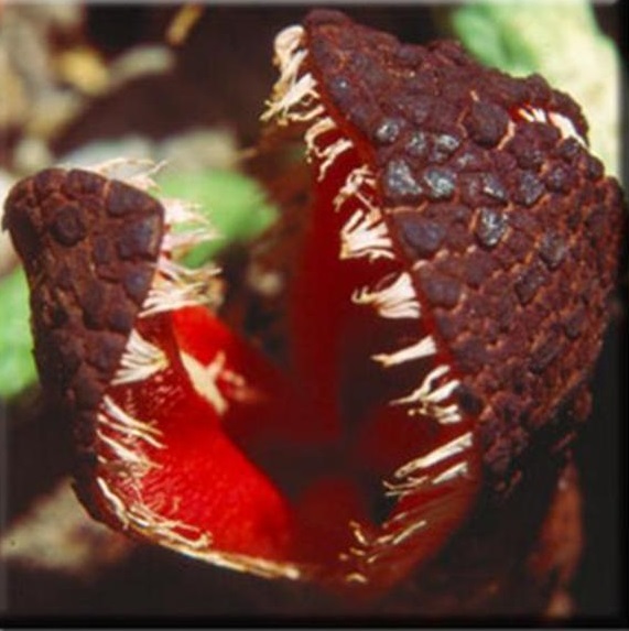 HYDNORA AFRICANA |The Garden of Eaden