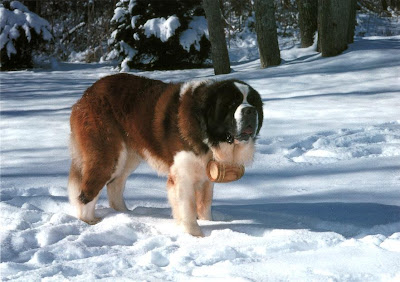 Saint Bernard Dog Breed Photos