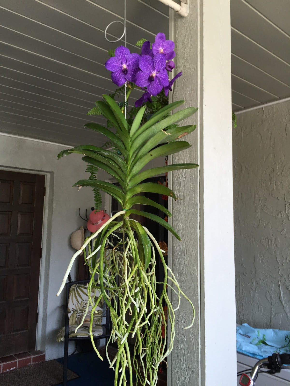 Bob Payette's Links & Photos New arrivals on the sun porch....Vanda