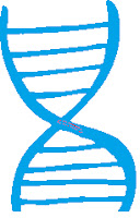 DNA Strand DNA Strand image