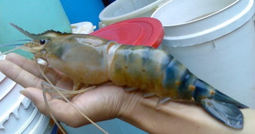 bibit udang galah