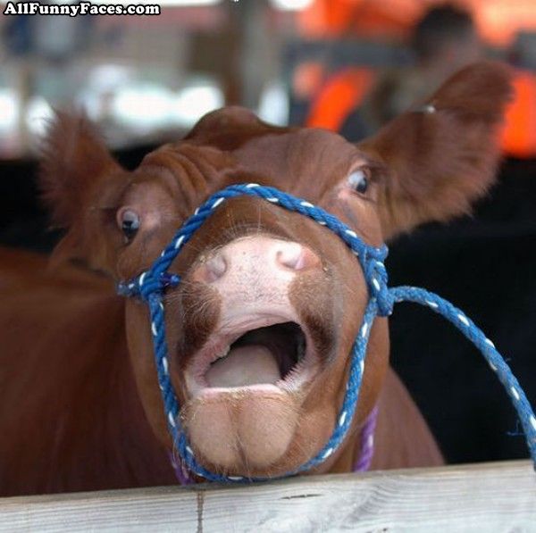 Funny Cow Face