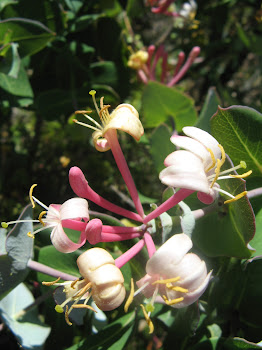 Lonicera implexa, (Caprifoglio delle macchie)