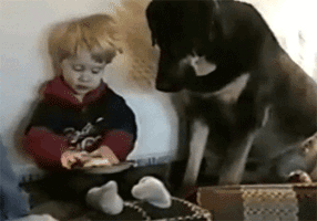 Animals vs kids (40 gifs), animals being jerks gif, dog steals boy's food