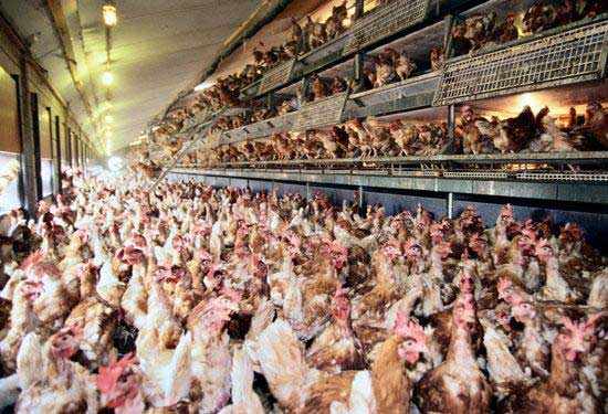 FDA Finally Admits Chicken Meat Contains Cancer-Causing Arsenic - Chicken Factory FDA Finally Admits Chicken Meat Contains Cancer-Causing Arsenic - Chicken Factory