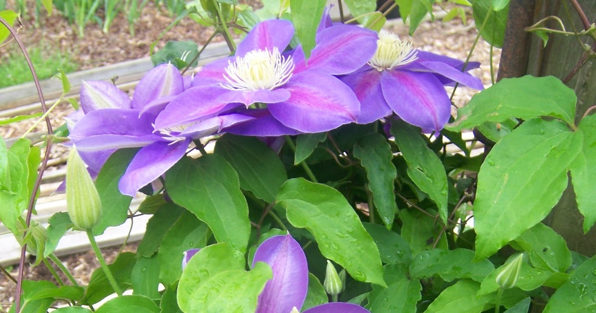 From Seed to Scrumptious Early May Blooms