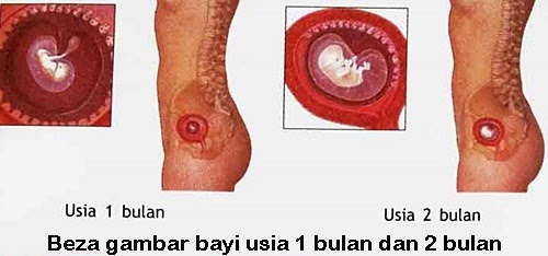 hamil 2 bulan Perkembangan bayi dalam kandungan 8 minggu mengandung, perkembangan fetus bayi ibu hamil 8 minggu, hamil minggu kelapan mengandung 2 bulan, tanda hamil usia 8 minggu, kondisi keadaan ibu hamil umur kandungan minggu ke 8, bila tarikh mengandung, gambar bayi fetus 8 minggu, tips menjaga kehamilan ibu mengandung, saiz bayi usia kehamilan 8 minggu, pil asid folik ibu mengandung