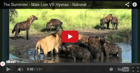 The Surrender - Male Lion VS Hyenas