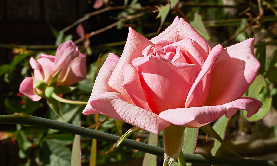 Hard beating a rose for a touch of beauty