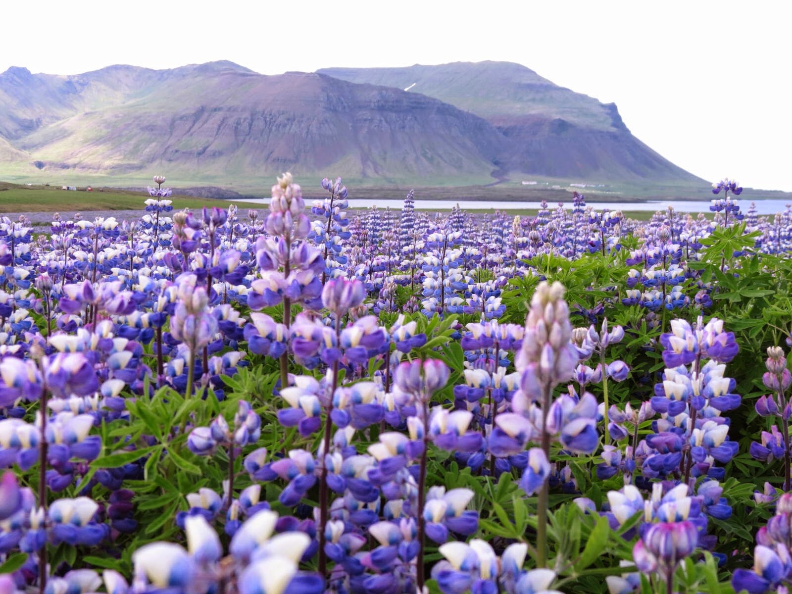 Painting My World Iceland Through the Eye's of an Artist part 8 How