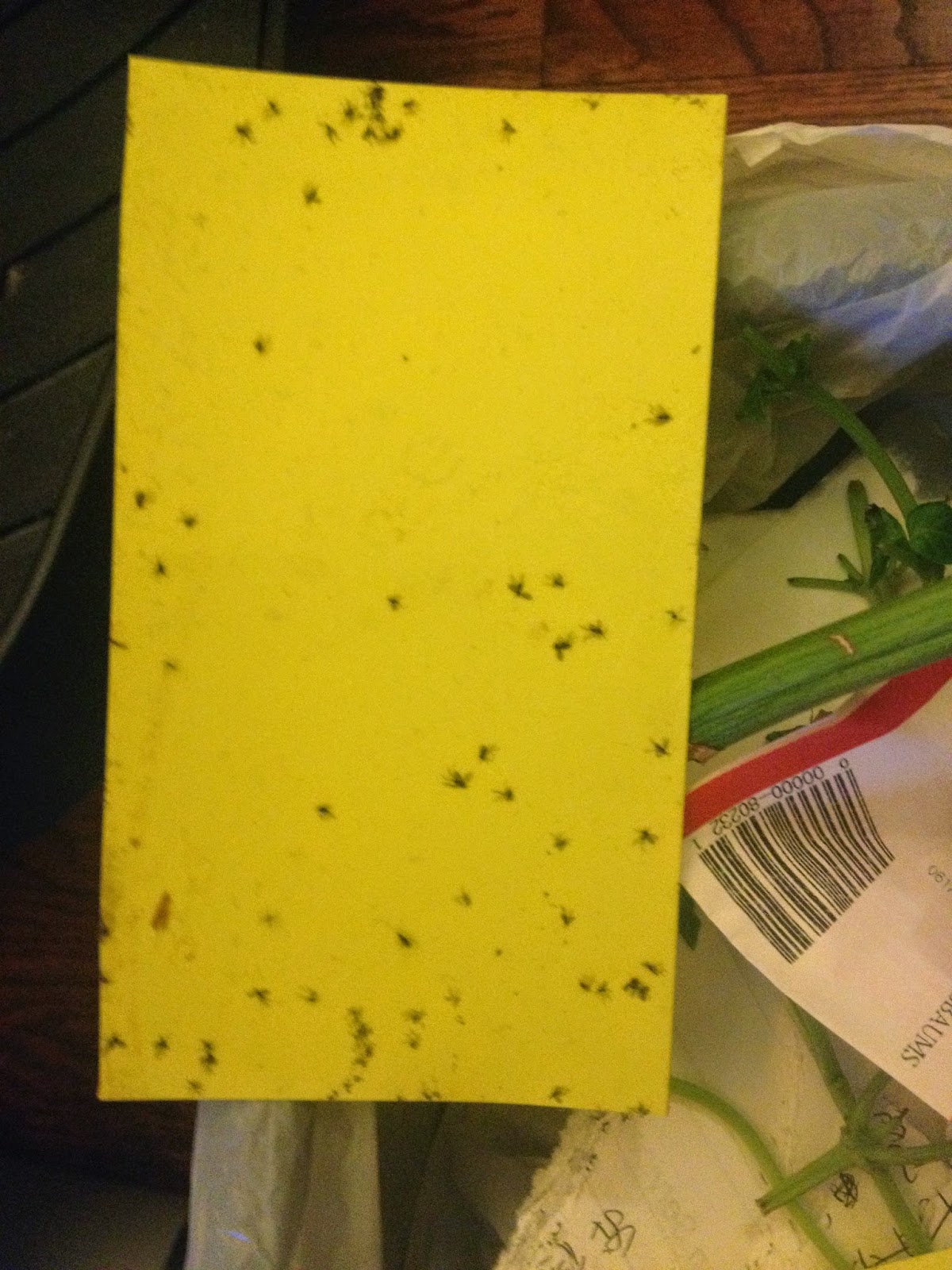 Getting Rid Of Fungus Gnats With Drying Out Soil Cinnamon Sticky