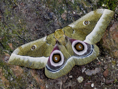 Gonimbrasia zambesina female Gonimbrasia zambesina female