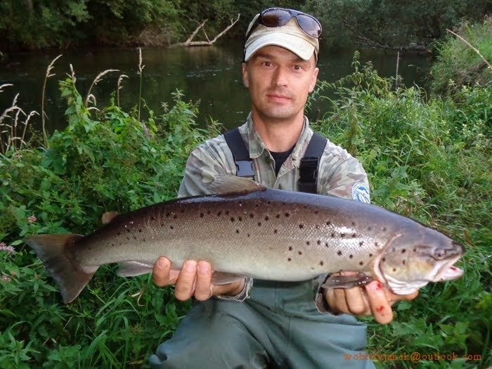 Troć wędrowna