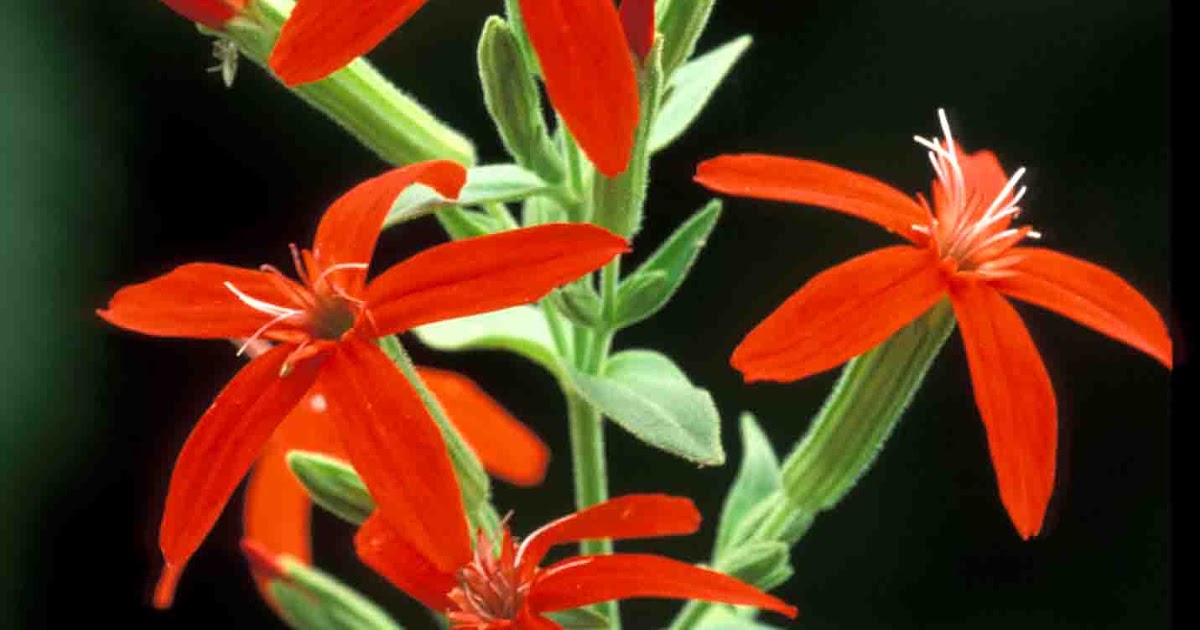 Kentucky Native Plant and Wildlife Plant of the Week