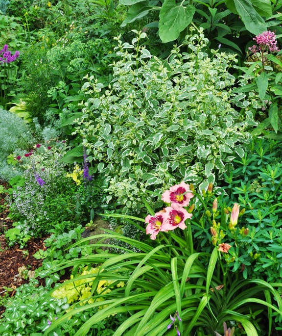 Using Georgia Native Plants June 2014