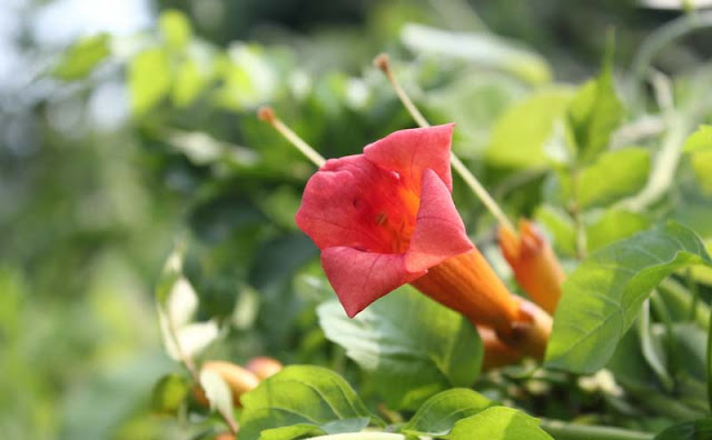 Trumpet Vine Flowers Pictures