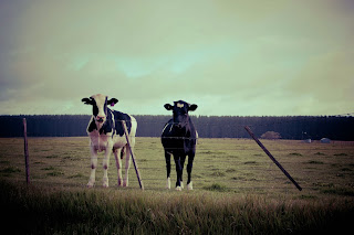 Cows