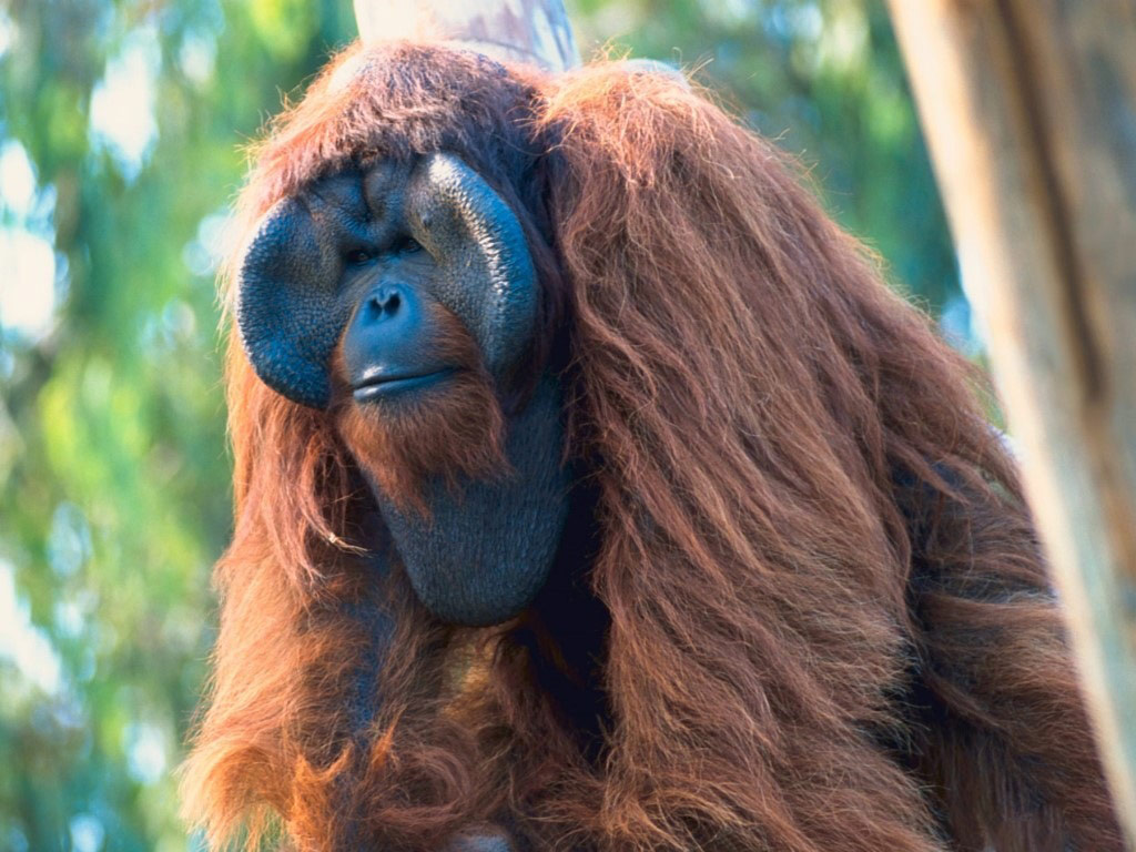 Animales: El Orangután