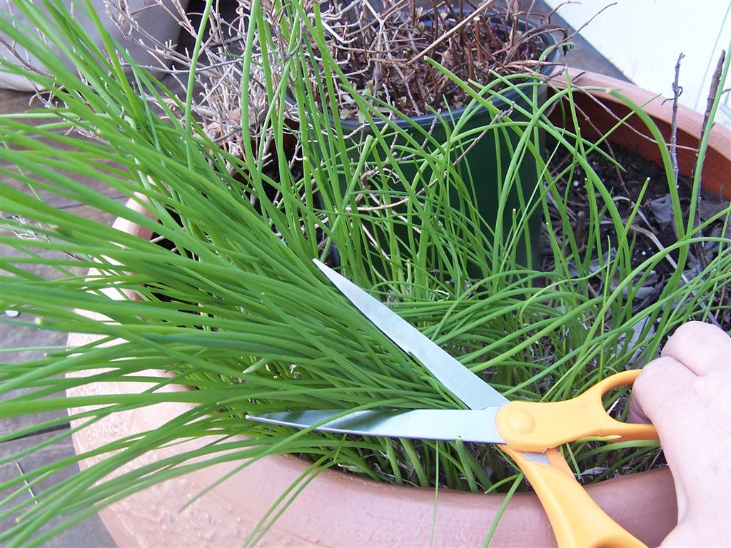 Cutting Chives
