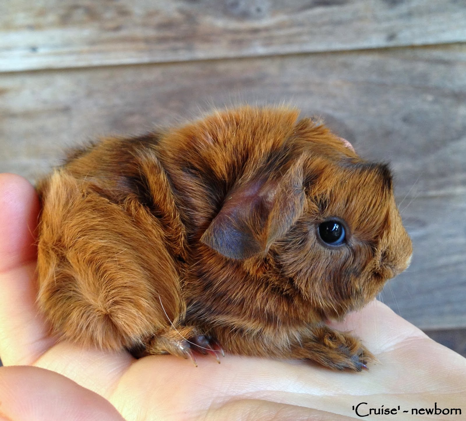 All Things Guinea Pig Pecan, Cruise and Walnut