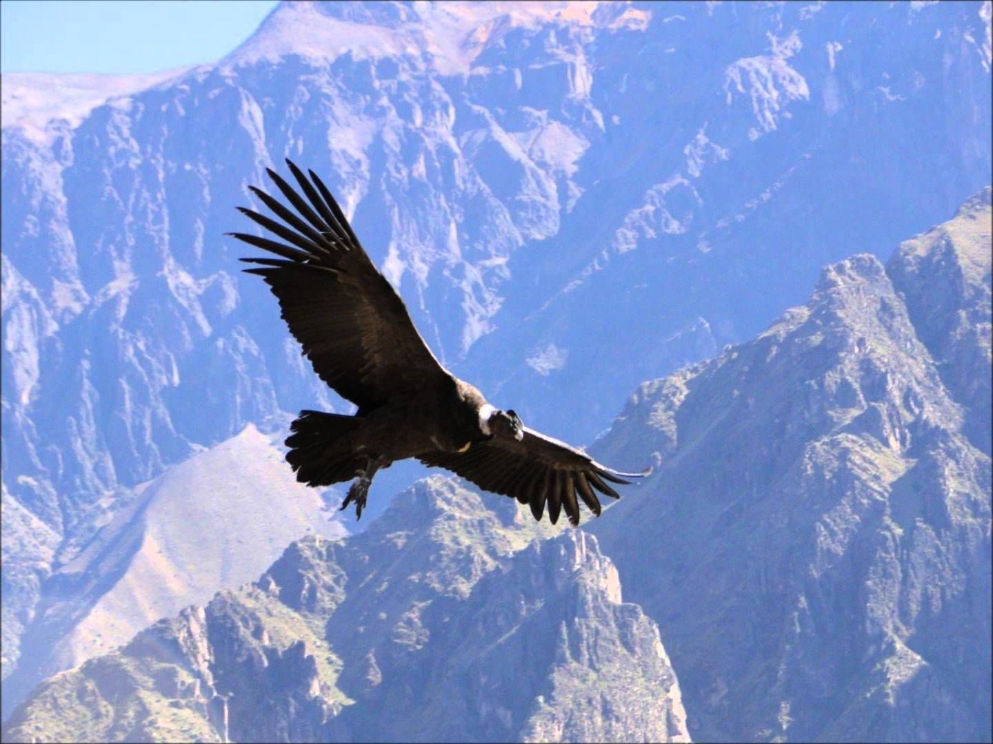 violetas EL GUADIÁN DE LOS ANDES El Cóndor PasaMusica Instrumental