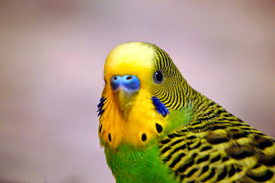 Sejarah Perkembangan burung parkit http://www.altairgate.com/2023/01/sejarah-perkembangan-burung-parkit.html