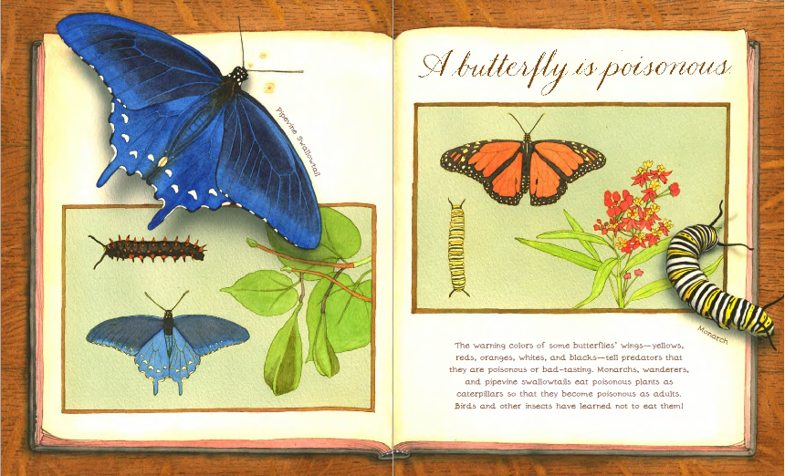 Read Me A Story A Butterfly is Patient
