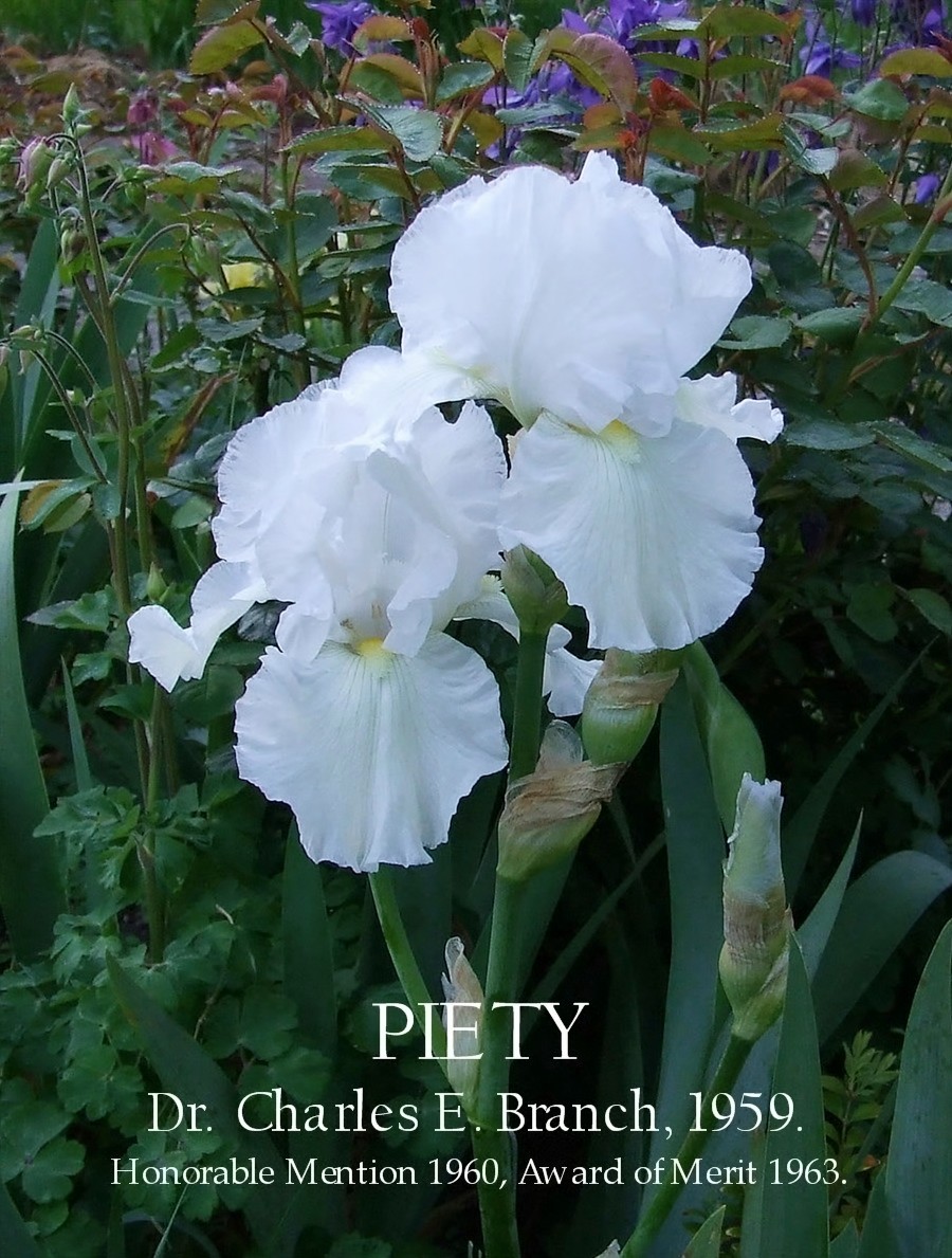 Tall bearded Iris PIETY HERITAGE IRISES