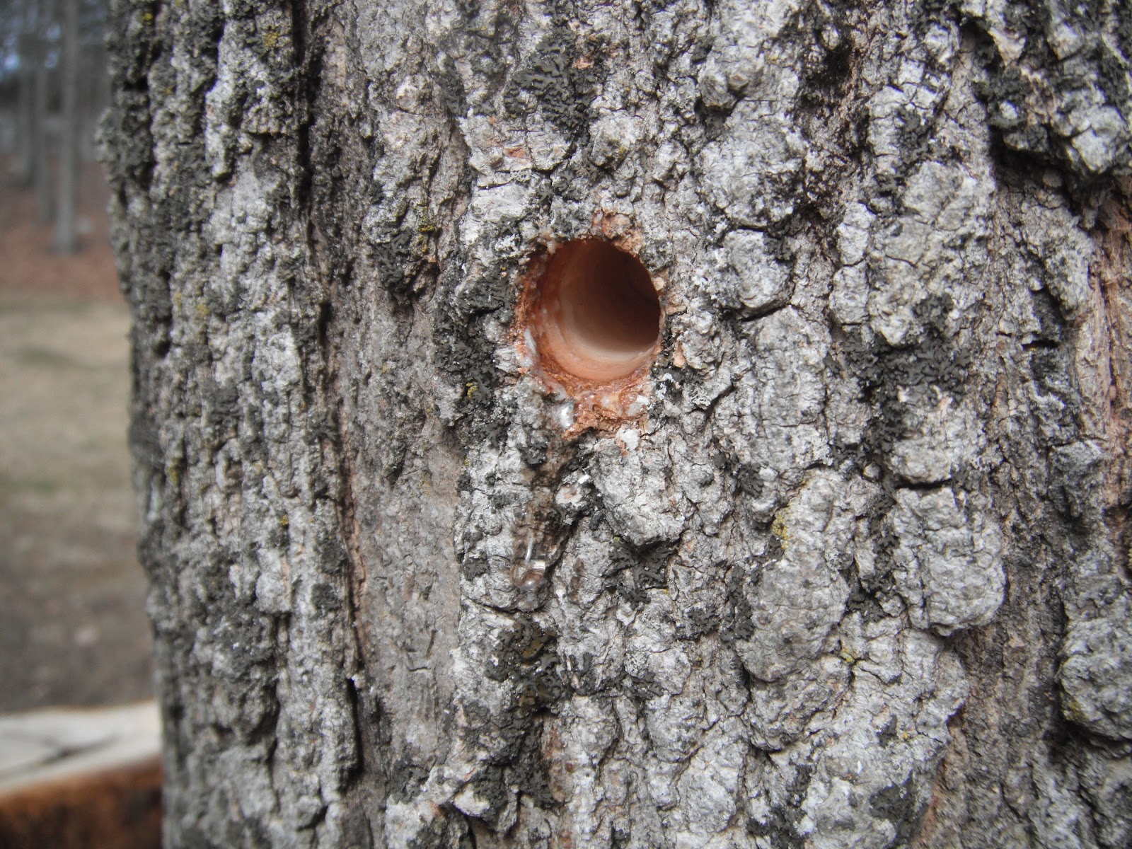 Describe Happy A Tree Tapping Good Time