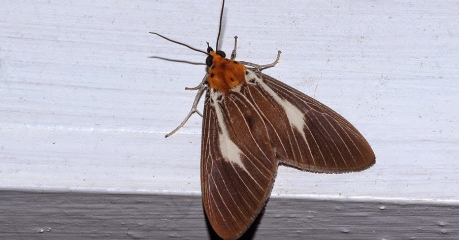 Good Natural Moth Pain Relief Good Natural Moth Pain Relief