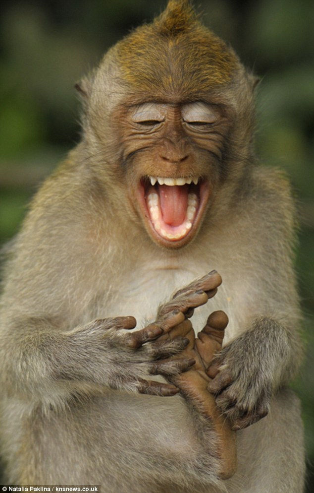 gambar binatang - foto monyet ketawa