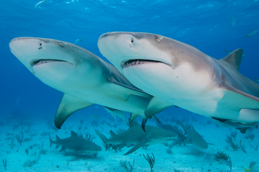 Animals of the world Lemon shark