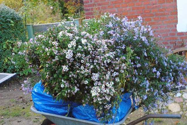 [Bild: Aster_20131026.jpg]